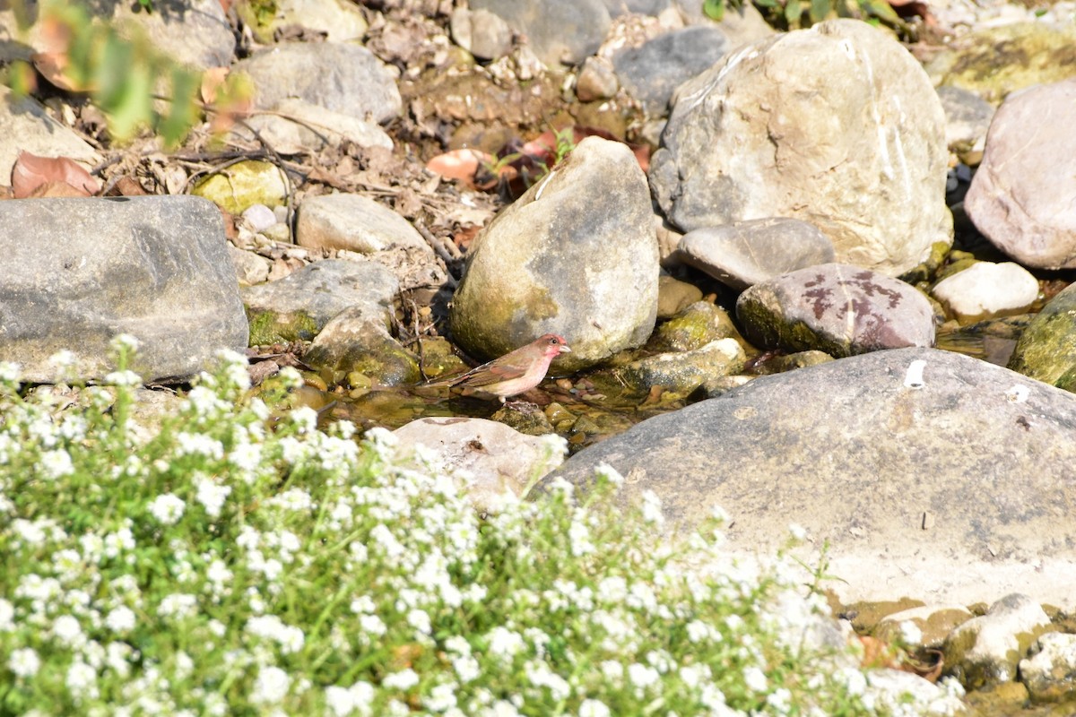 Common Rosefinch - ML616626069