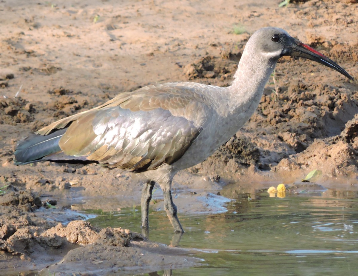 ibis hagedaš - ML616626100