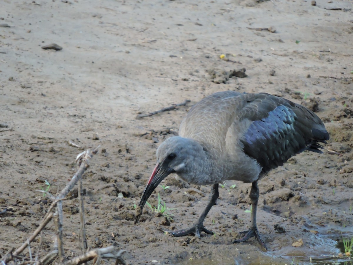 ibis hagedaš - ML616626101