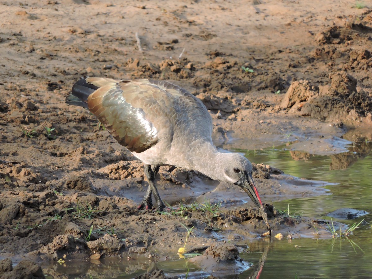 ibis hagedaš - ML616626102