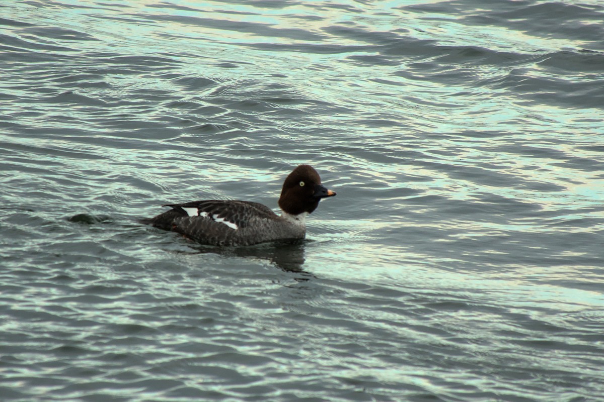 Common Goldeneye - ML616626112