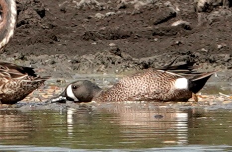 Blue-winged Teal - ML616626119