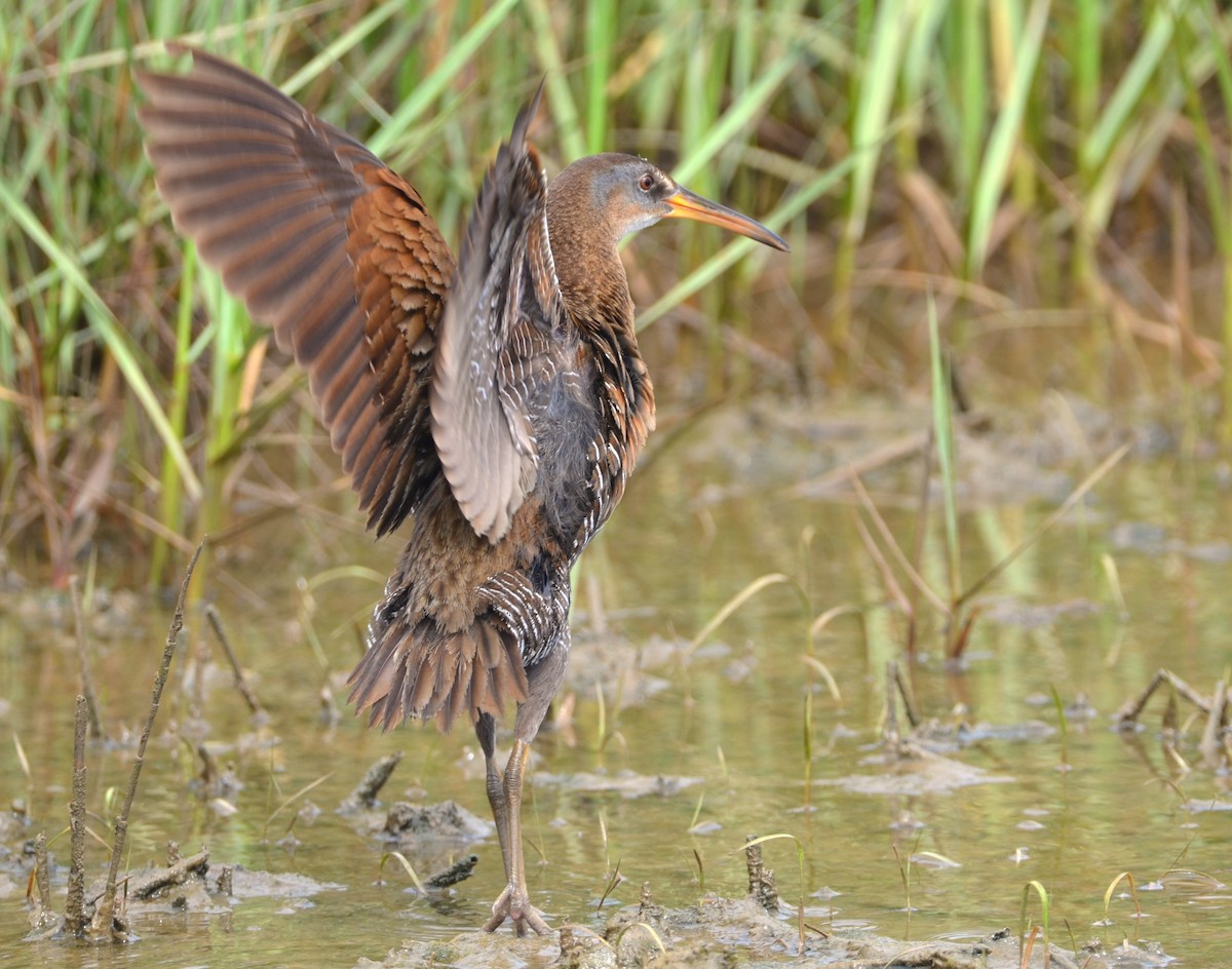 Clapper Rail - ML616626135