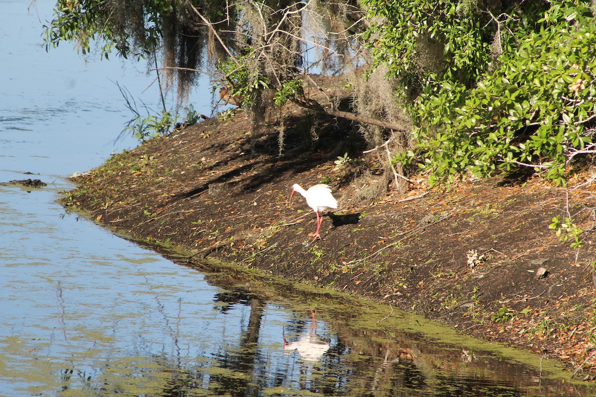 White Ibis - Genesis Zabrzenski