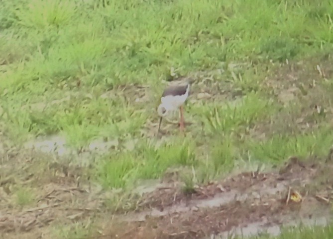 Black-winged Stilt - Ornitocampero Haritz Sarasa