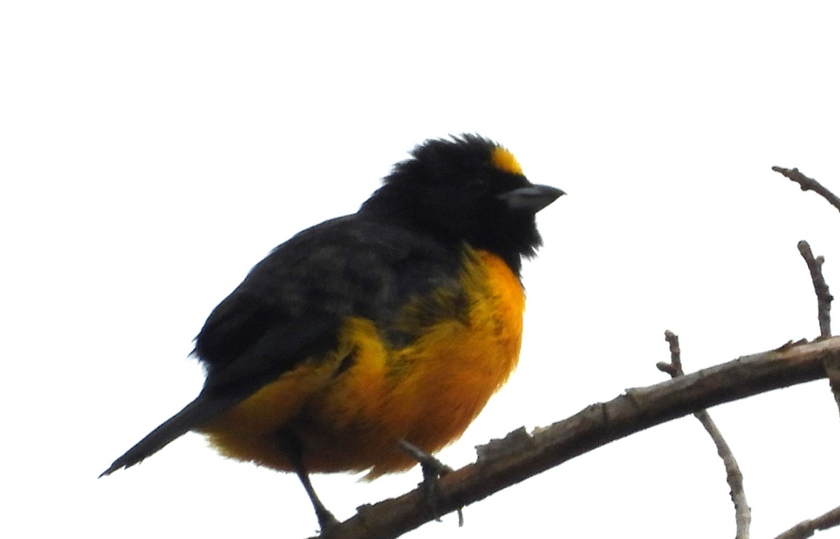 Velvet-fronted Euphonia - ML616626195