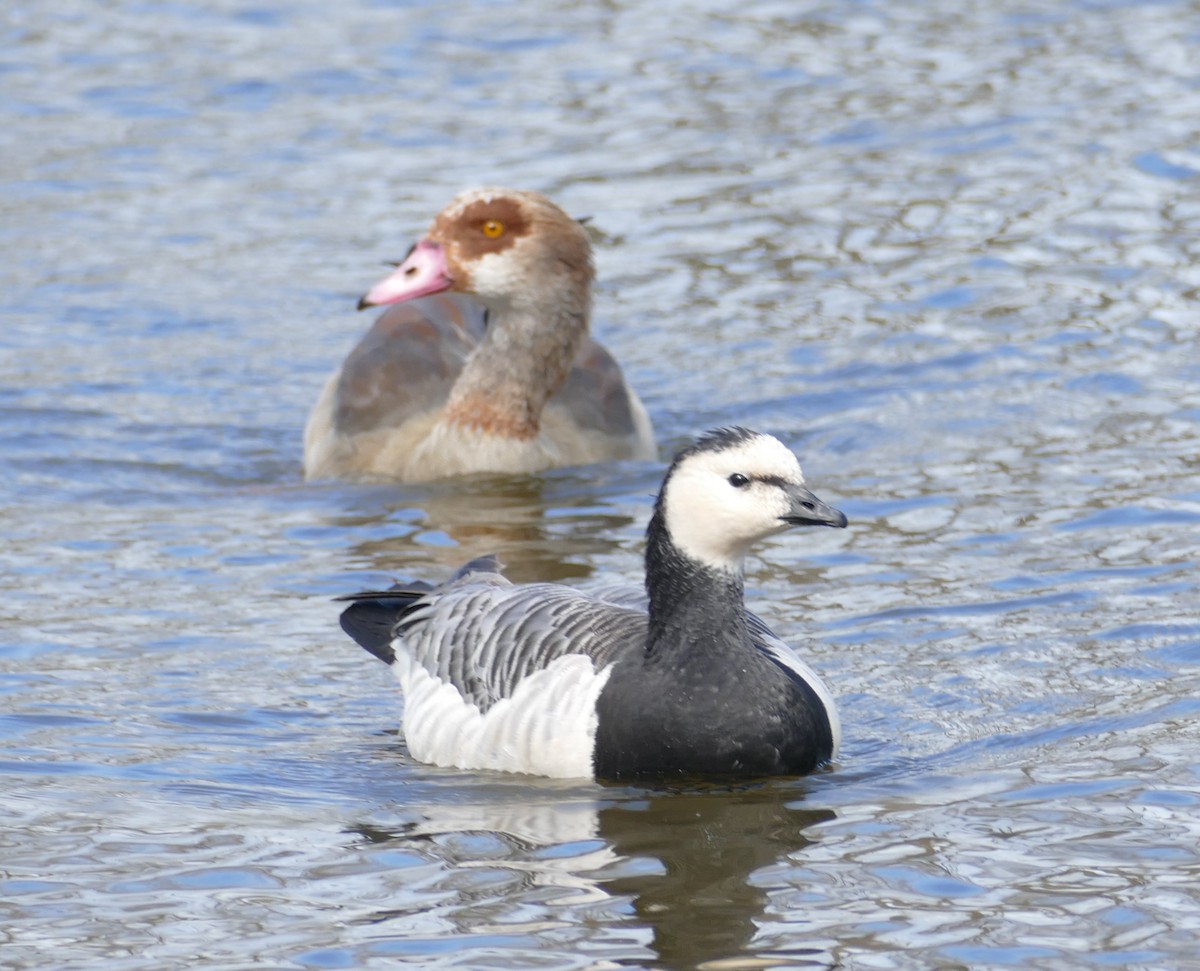 Barnacle Goose - ML616626214