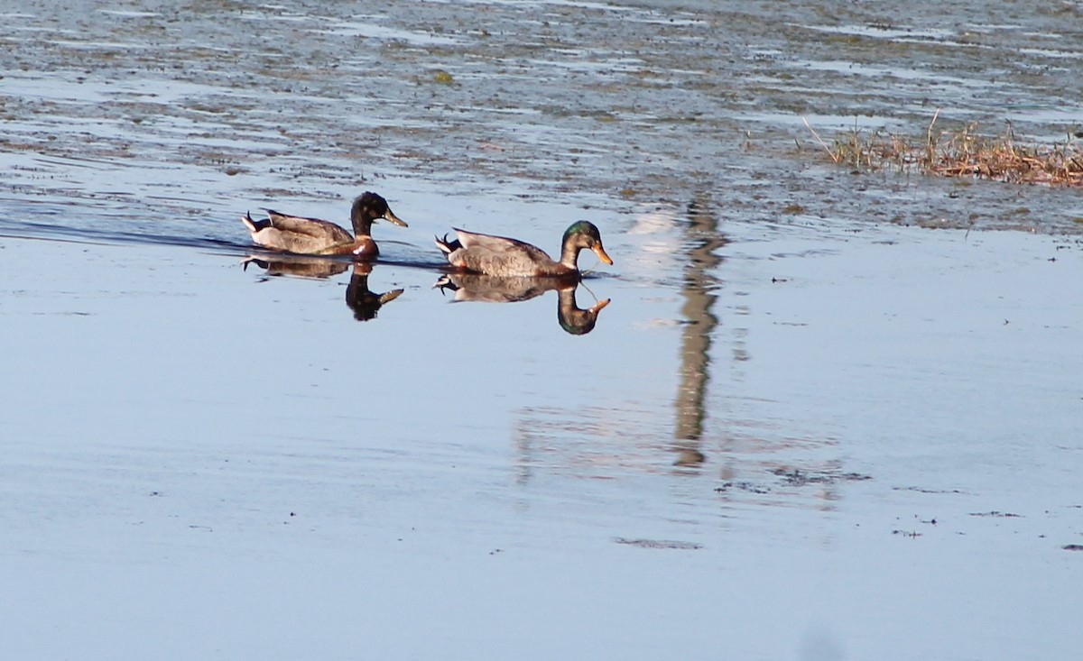 Mallard - Genesis Zabrzenski