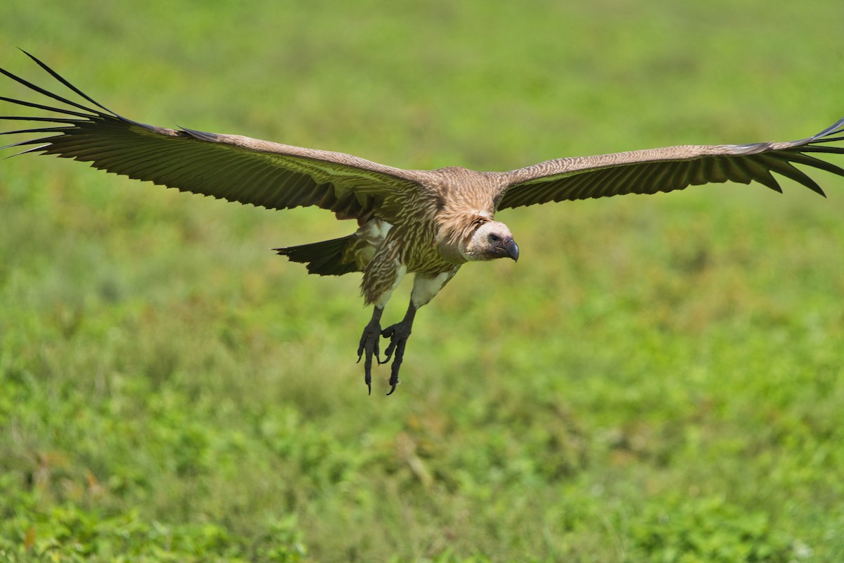 White-backed Vulture - ML616626253