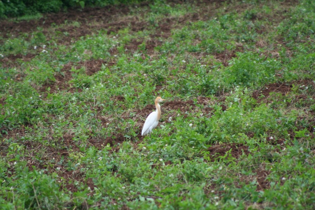 Eastern Cattle-Egret - ML616626285