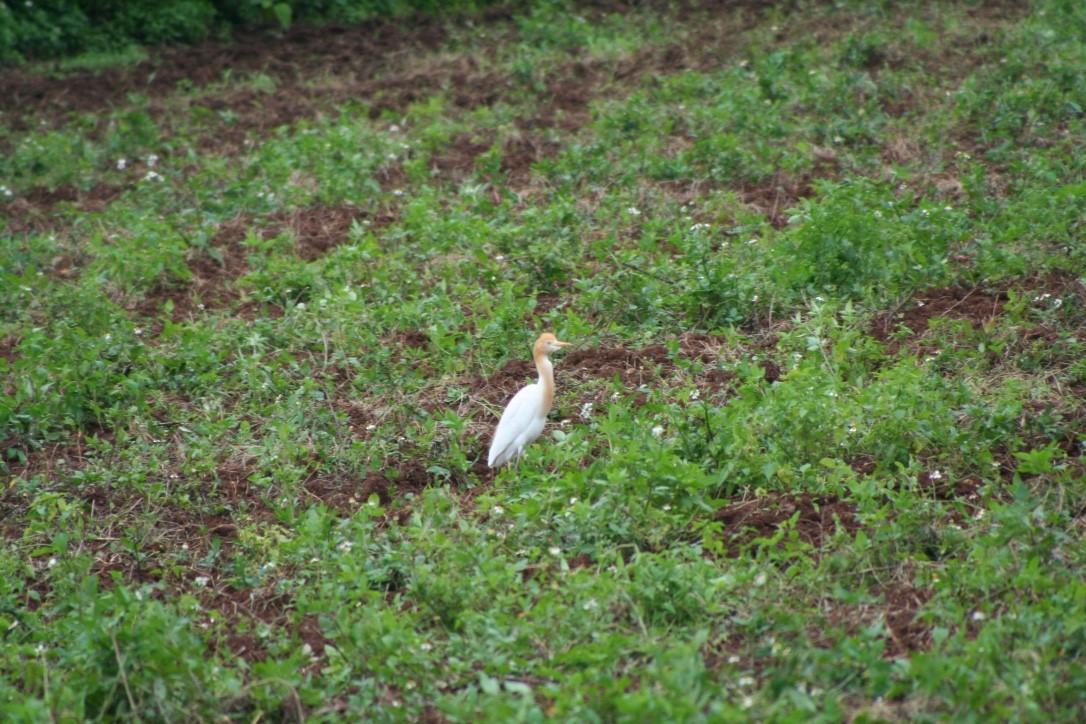 Eastern Cattle Egret - Satoshi Ito