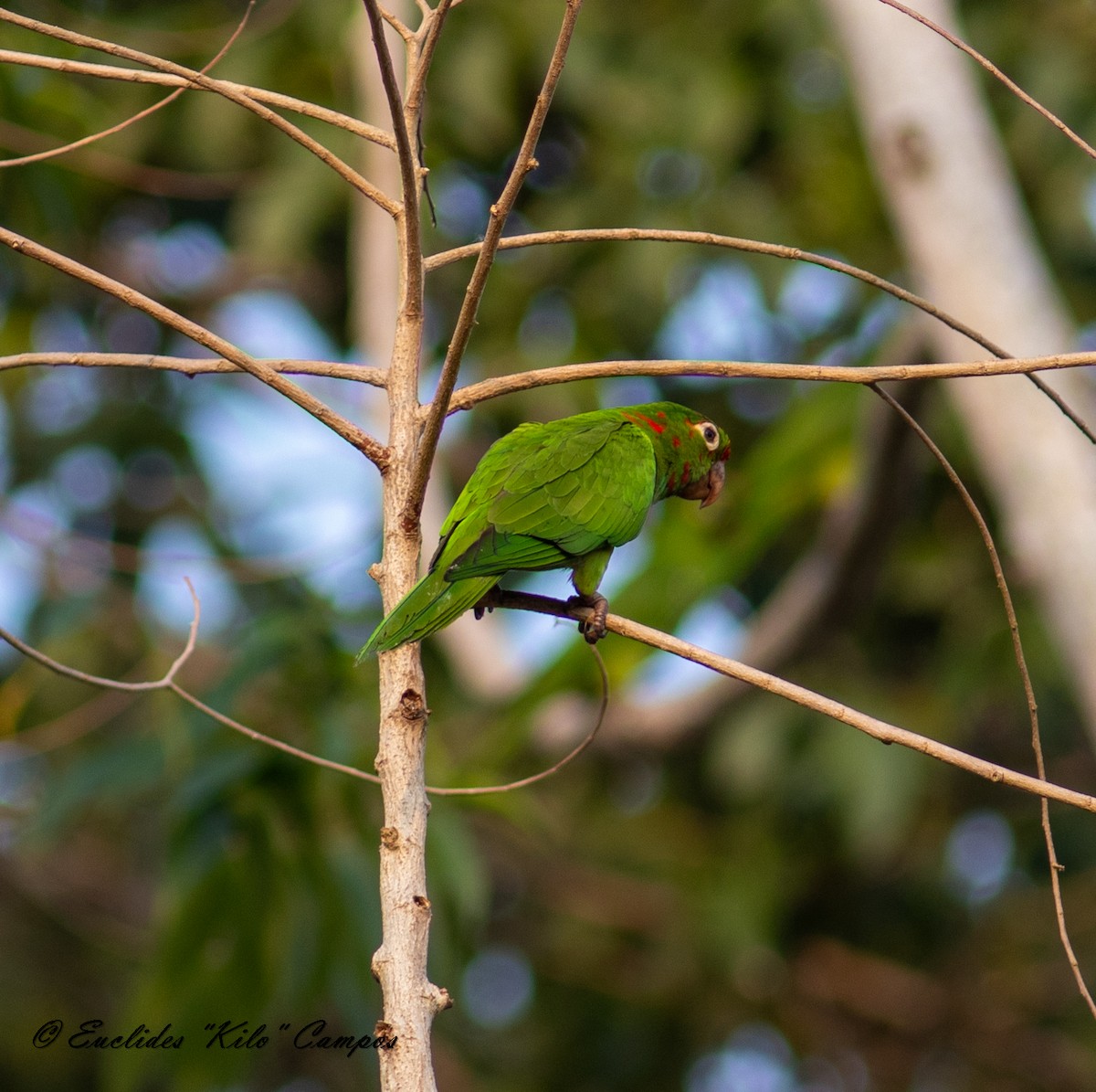 Crimson-fronted Parakeet - ML616626305