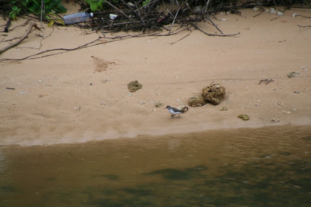 Common Sandpiper - ML616626322