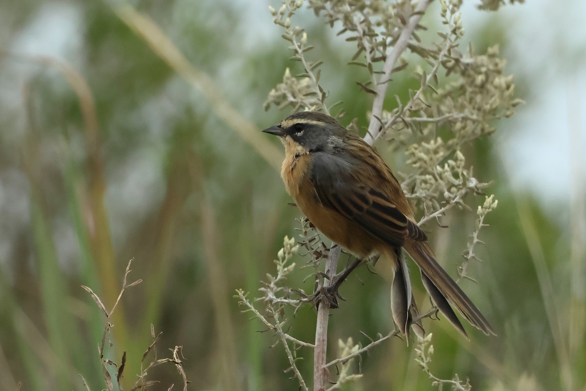 Long-tailed Reed Finch - ML616626330