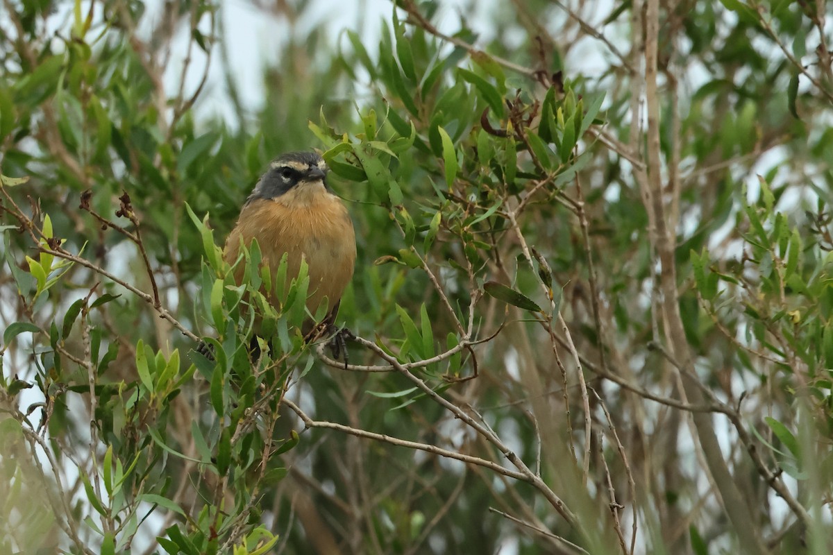 Long-tailed Reed Finch - Serge Rivard