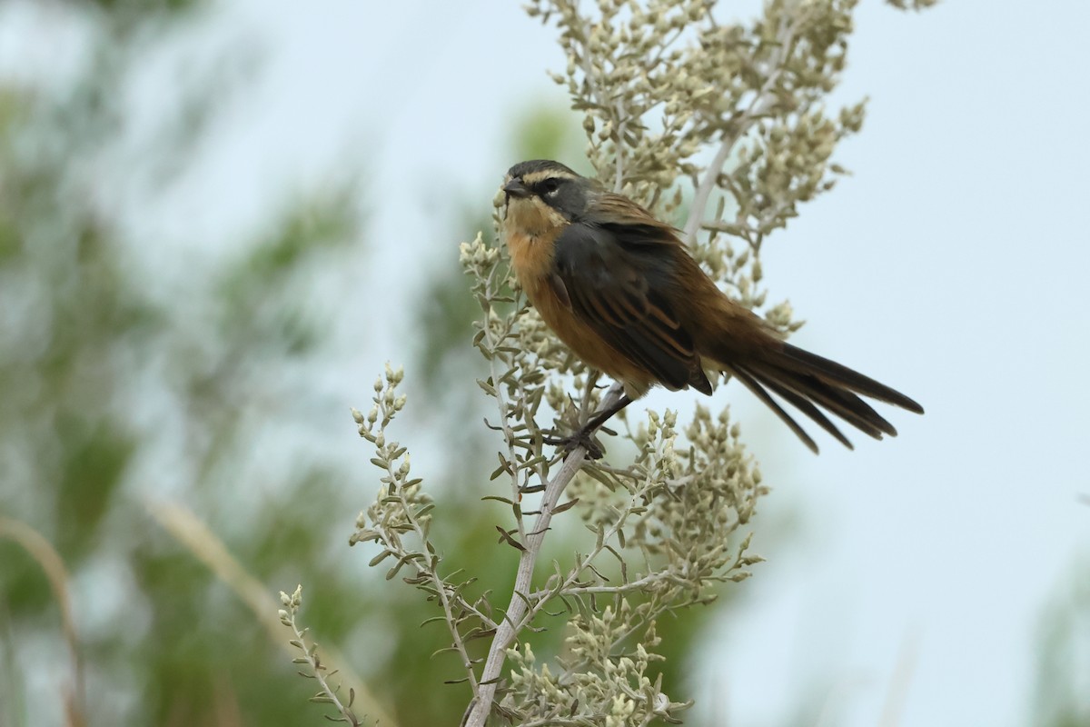 Long-tailed Reed Finch - ML616626333
