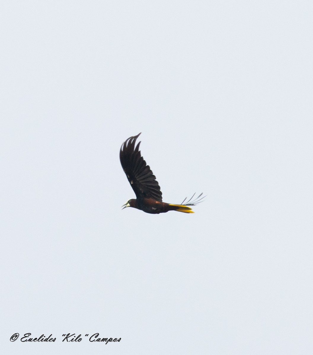 Chestnut-headed Oropendola - Euclides "Kilo" Campos