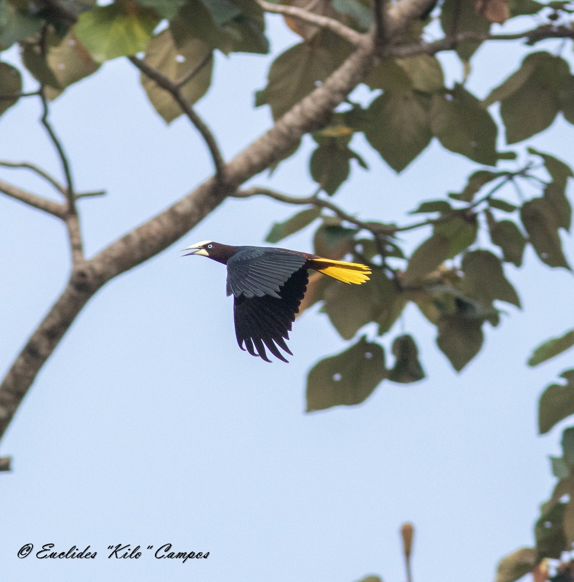 Chestnut-headed Oropendola - Euclides "Kilo" Campos