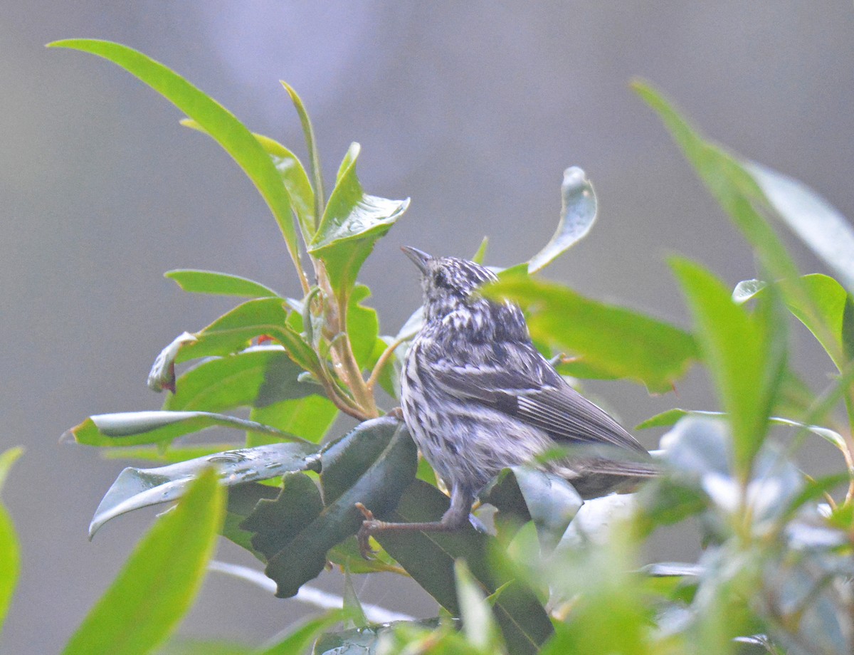 Arrowhead Warbler - ML616626345