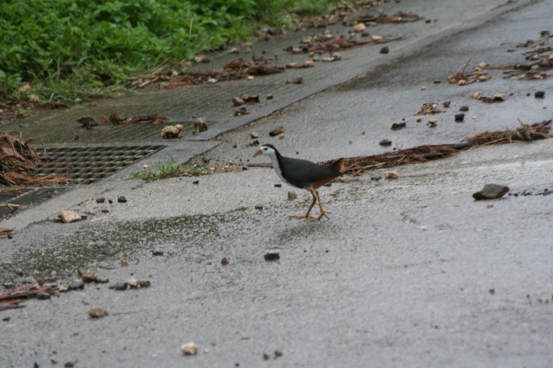 White-breasted Waterhen - ML616626348