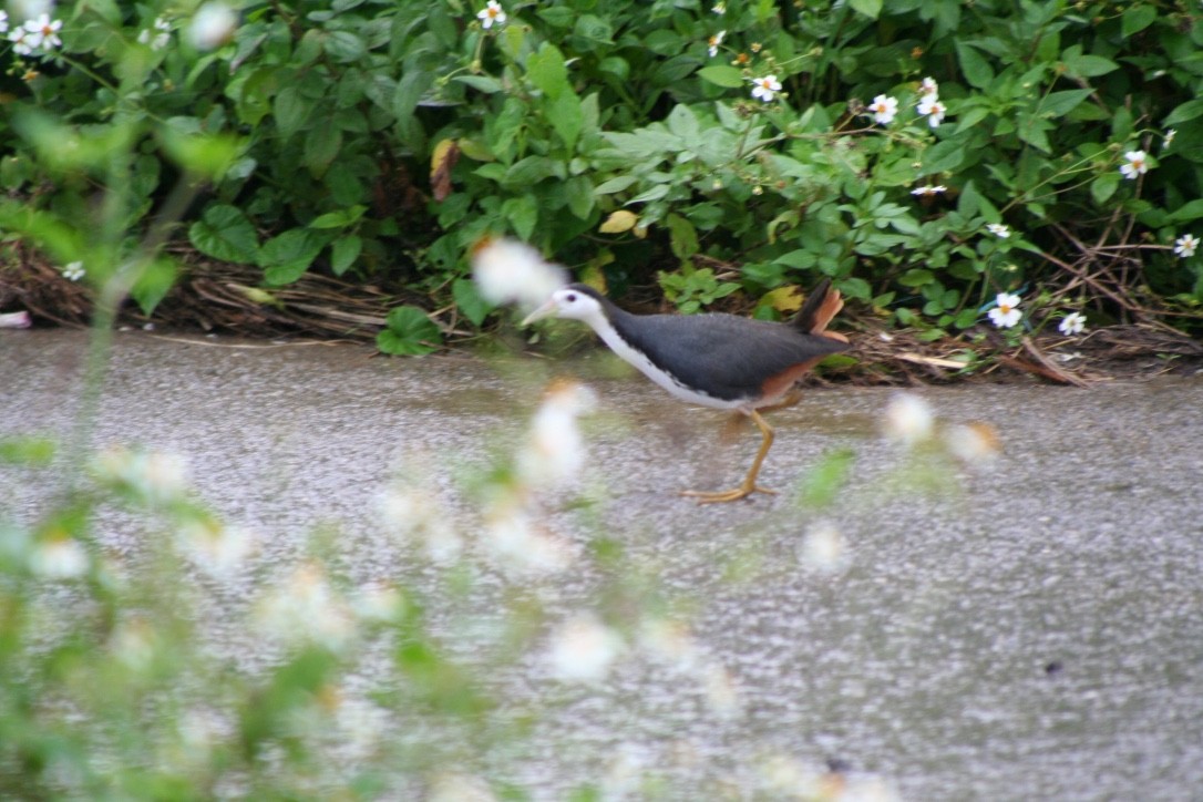 White-breasted Waterhen - ML616626354