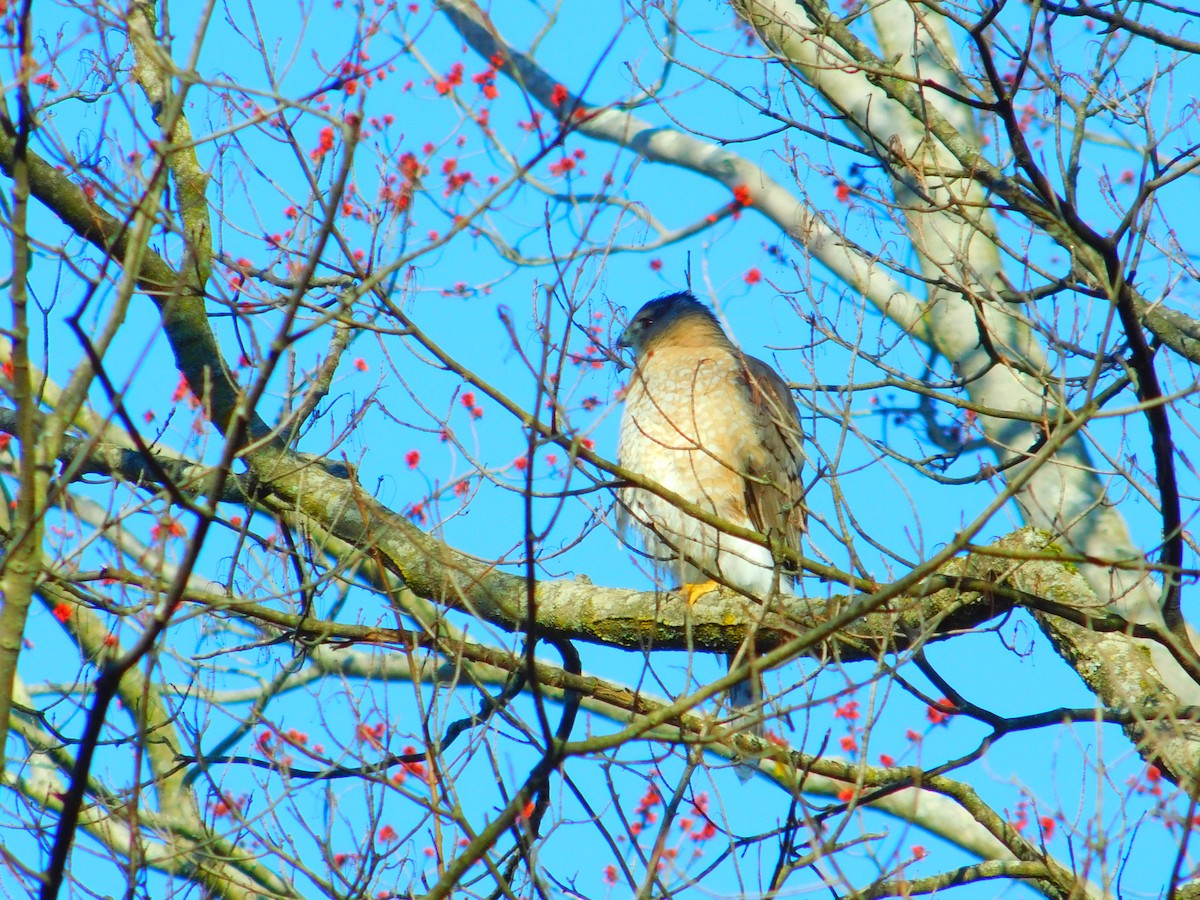 Cooper's Hawk - ML616626355