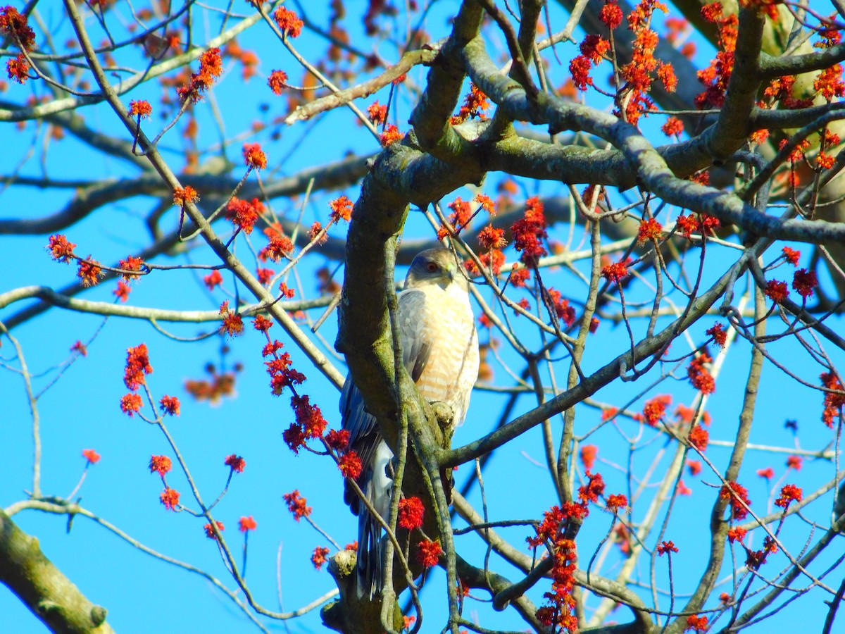 Cooper's Hawk - ML616626356