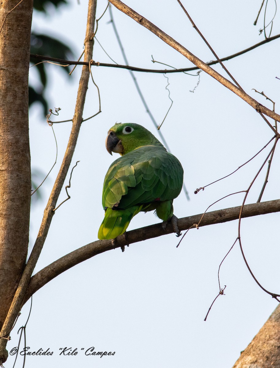 Amazone poudrée - ML616626362