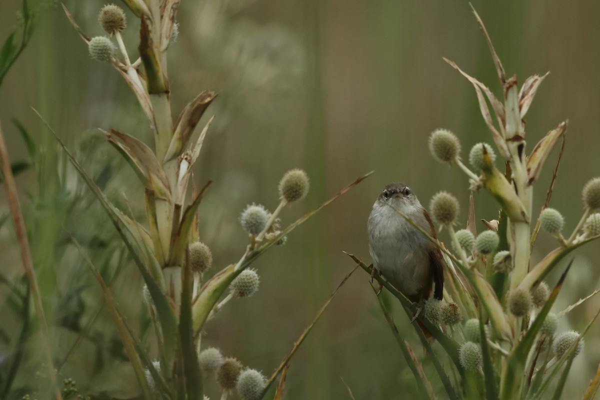 Straight-billed Reedhaunter - Serge Rivard