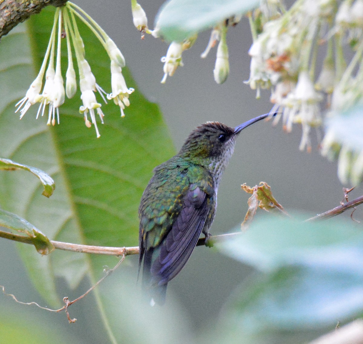 Red-billed Streamertail - ML616626431