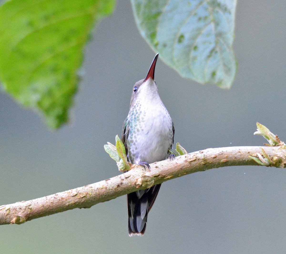 Colibrí Portacintas (piquirrojo) - ML616626434