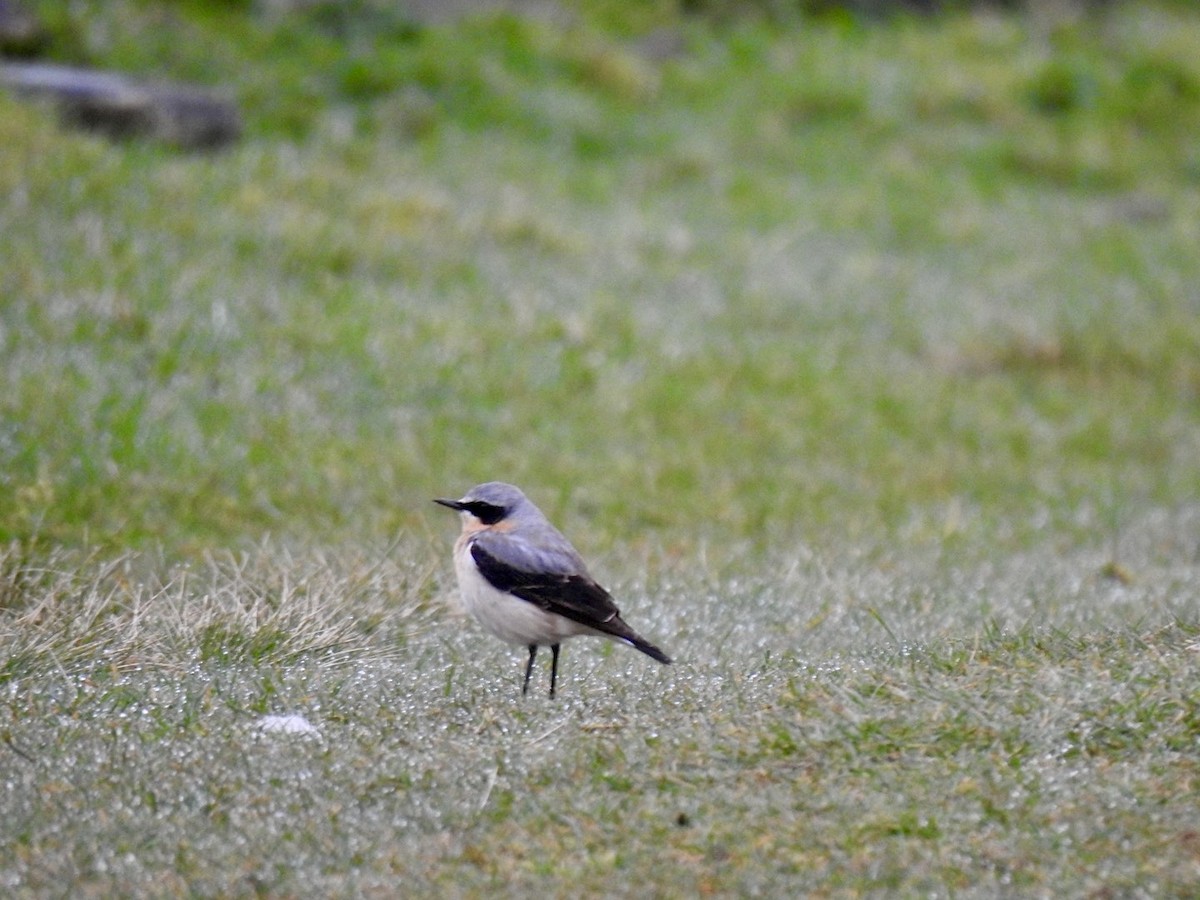 Northern Wheatear (Eurasian) - ML616626435