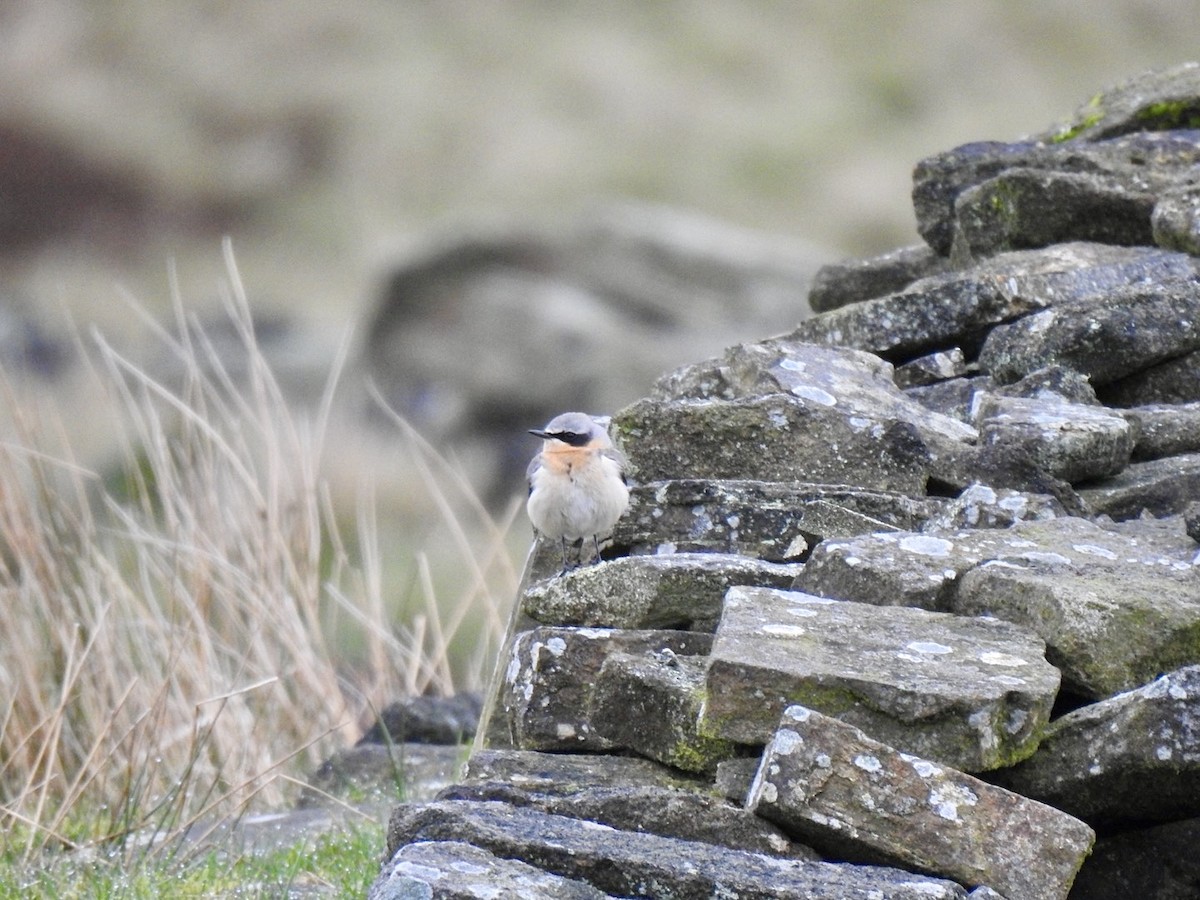 Northern Wheatear (Eurasian) - ML616626436