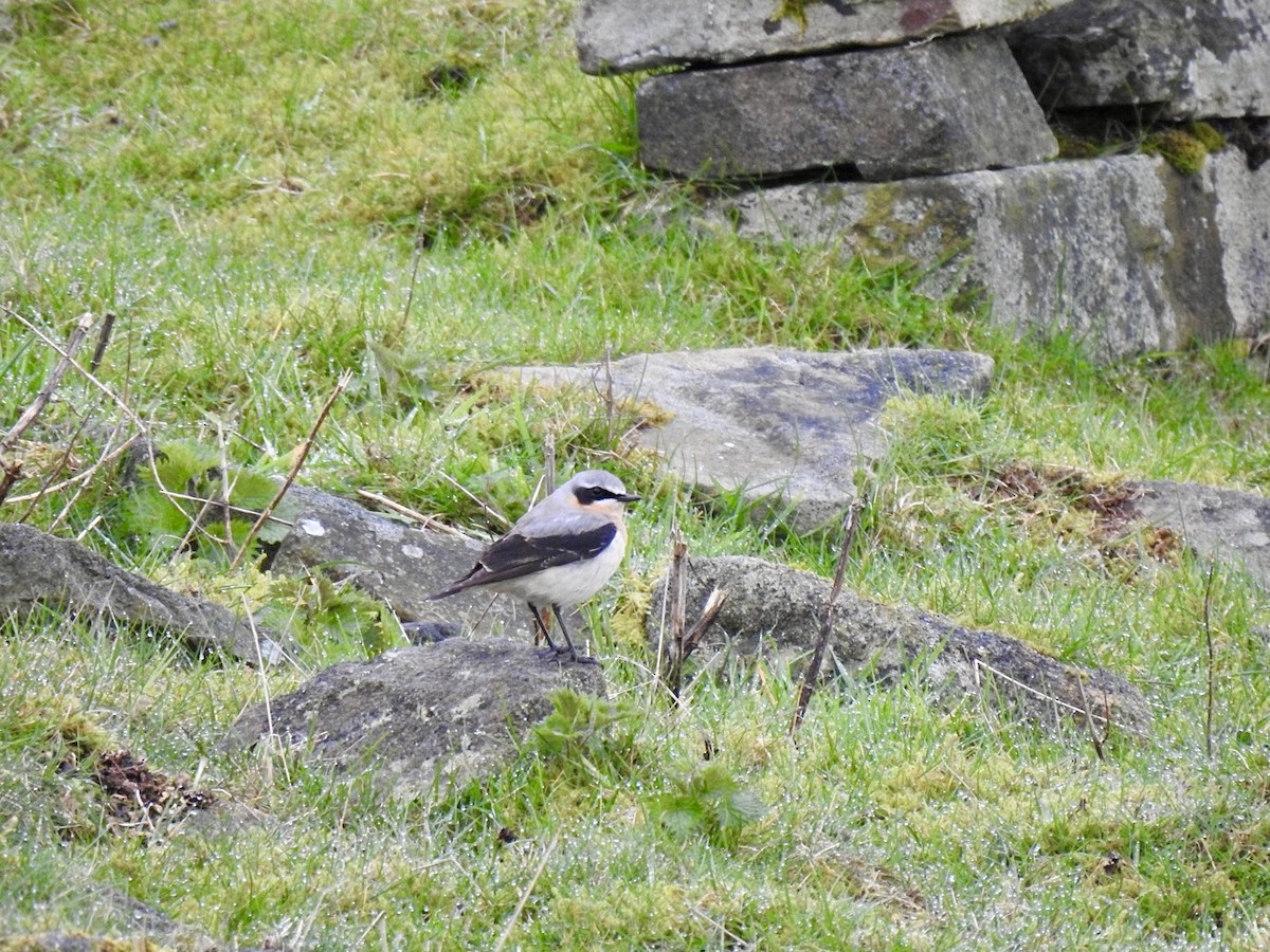 Northern Wheatear (Eurasian) - ML616626438