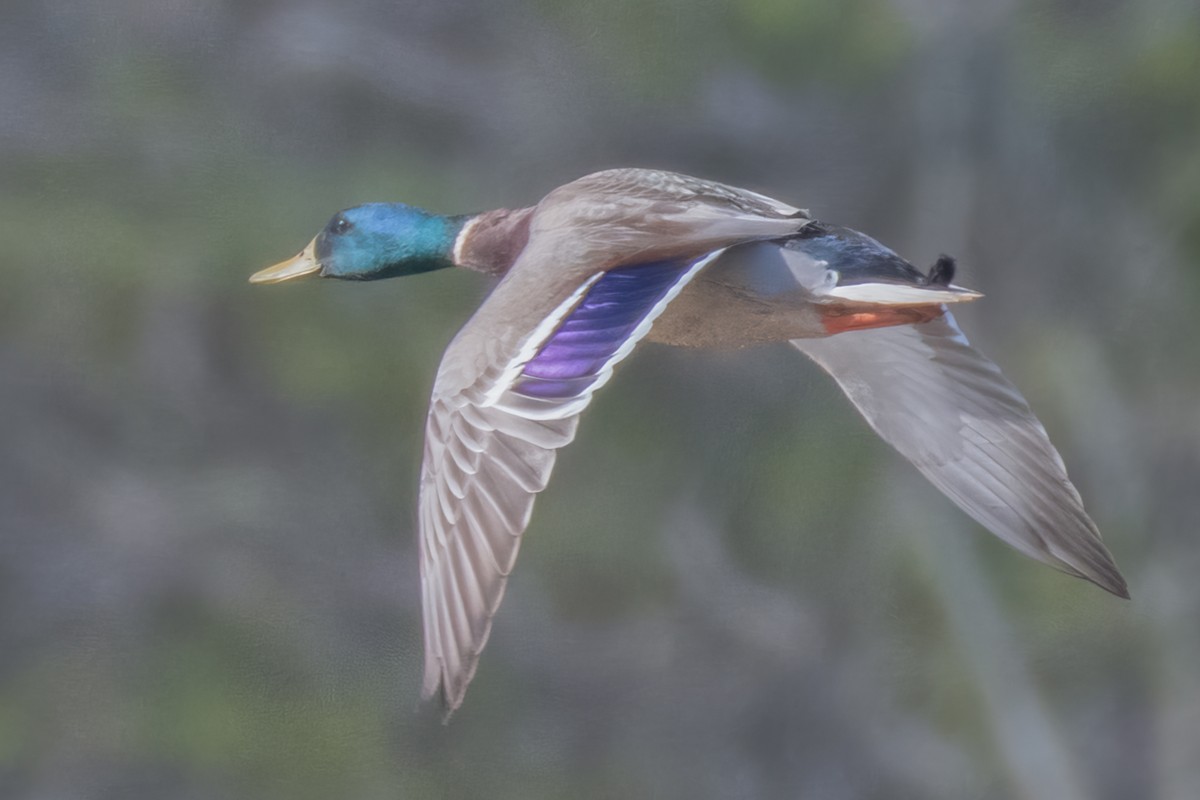 Mallard - ML616626439