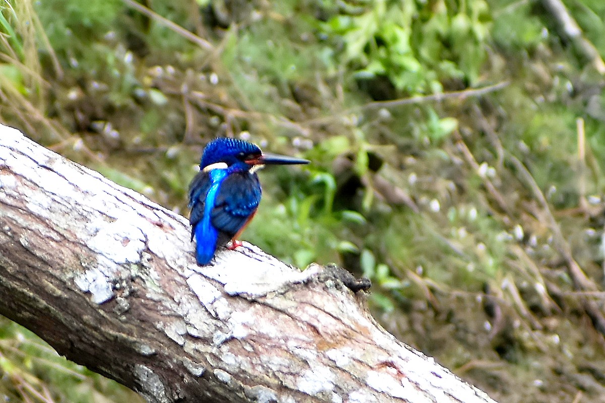 Blue-eared Kingfisher - ML616626440