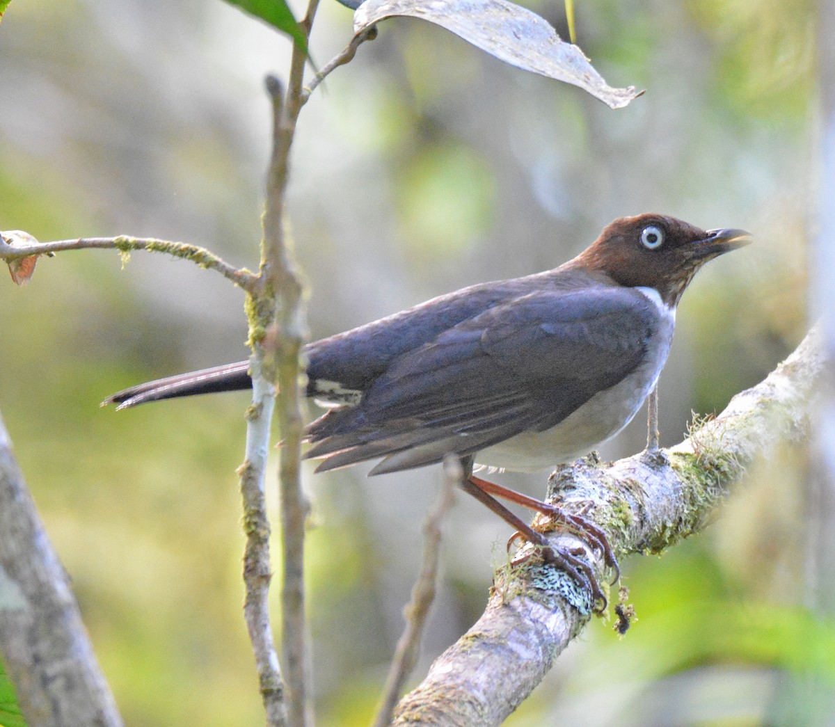 White-eyed Thrush - ML616626444