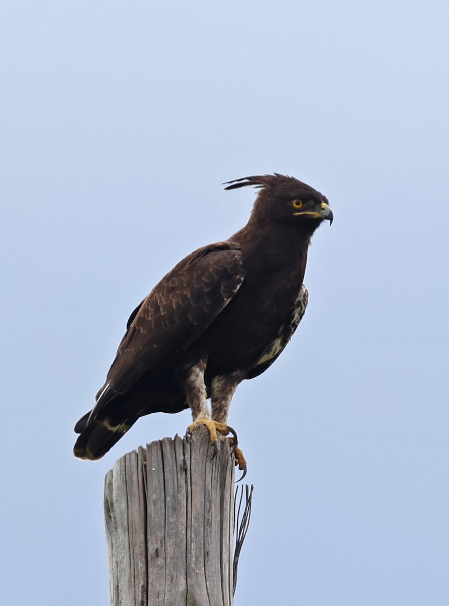 Long-crested Eagle - ML616626465