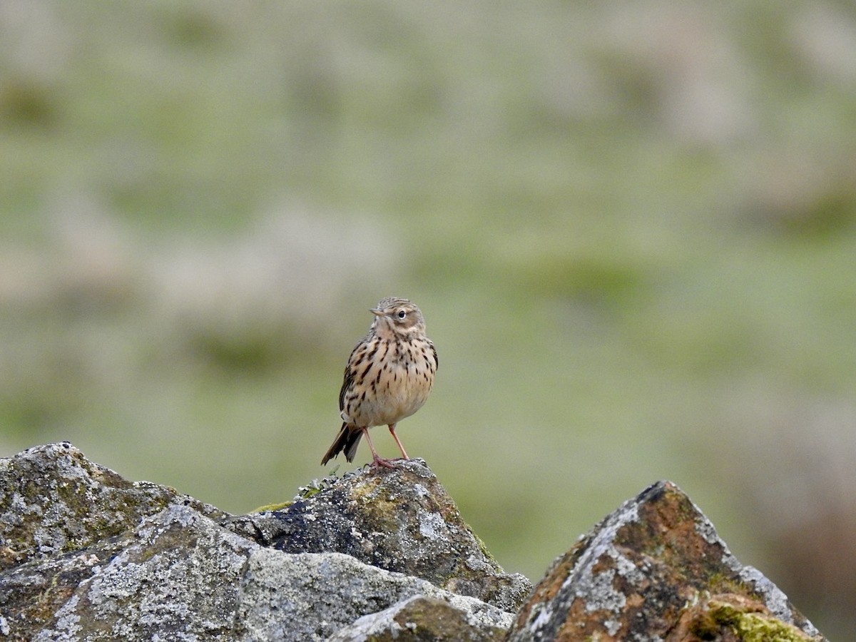 Meadow Pipit - ML616626467