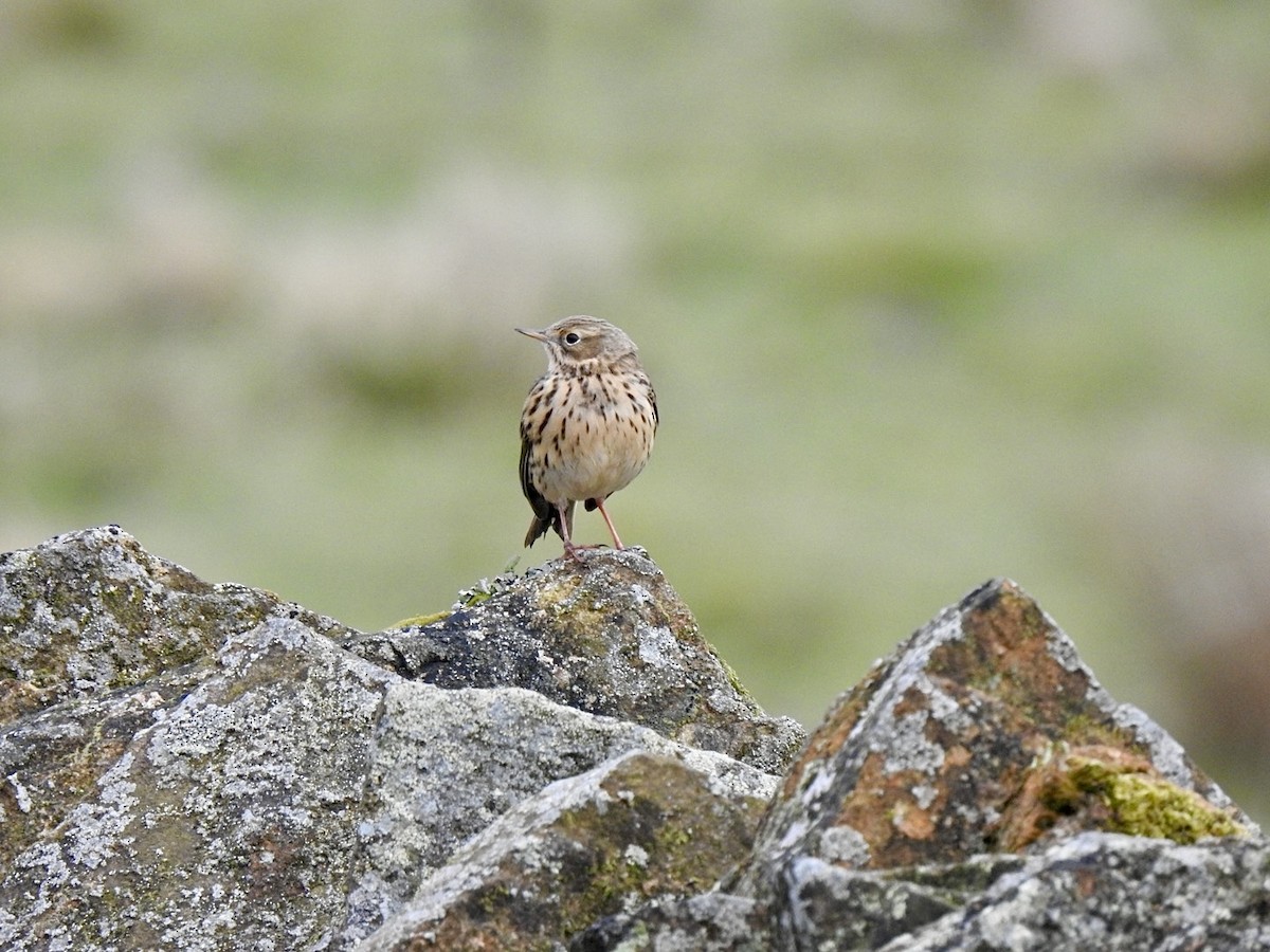 Meadow Pipit - ML616626468