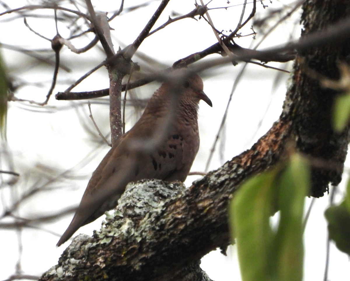 Common Ground Dove - ML616626469