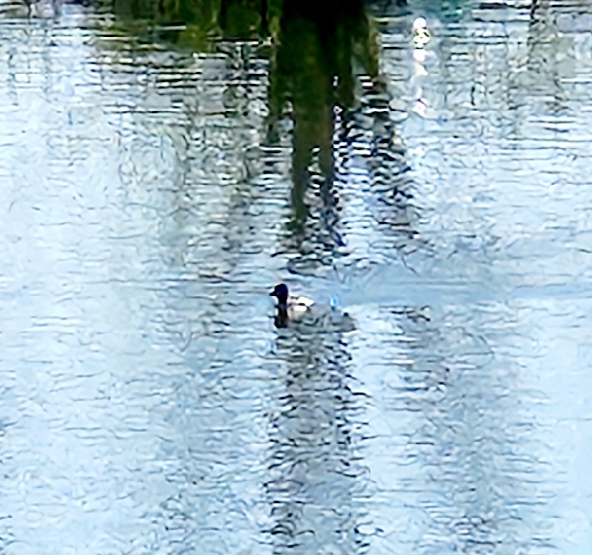 Horned Grebe - Jarod Hitchings