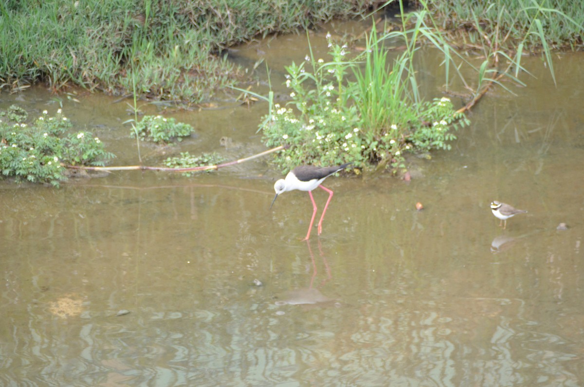 Black-winged Stilt - ML616626588