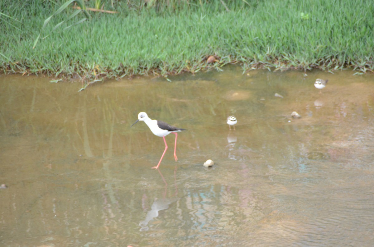 Black-winged Stilt - ML616626589