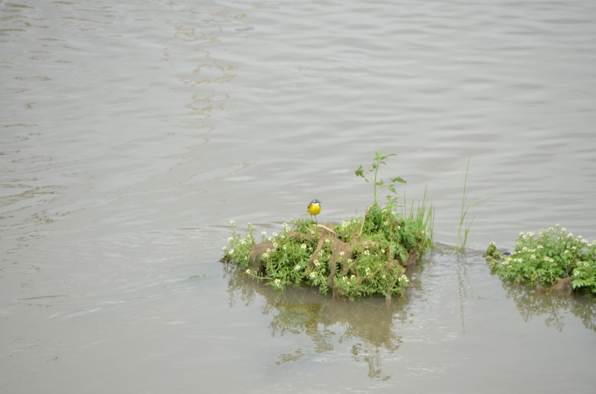 Western Yellow Wagtail - ML616626600