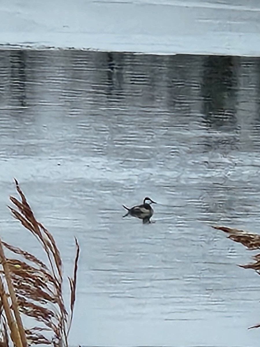 Ruddy Duck - Jarod Hitchings