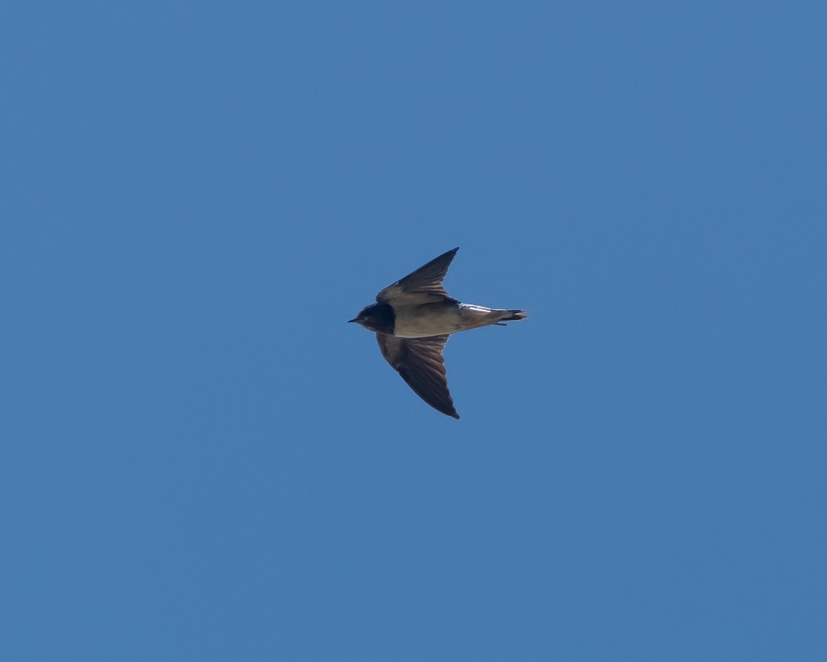 Barn Swallow - ML616626627