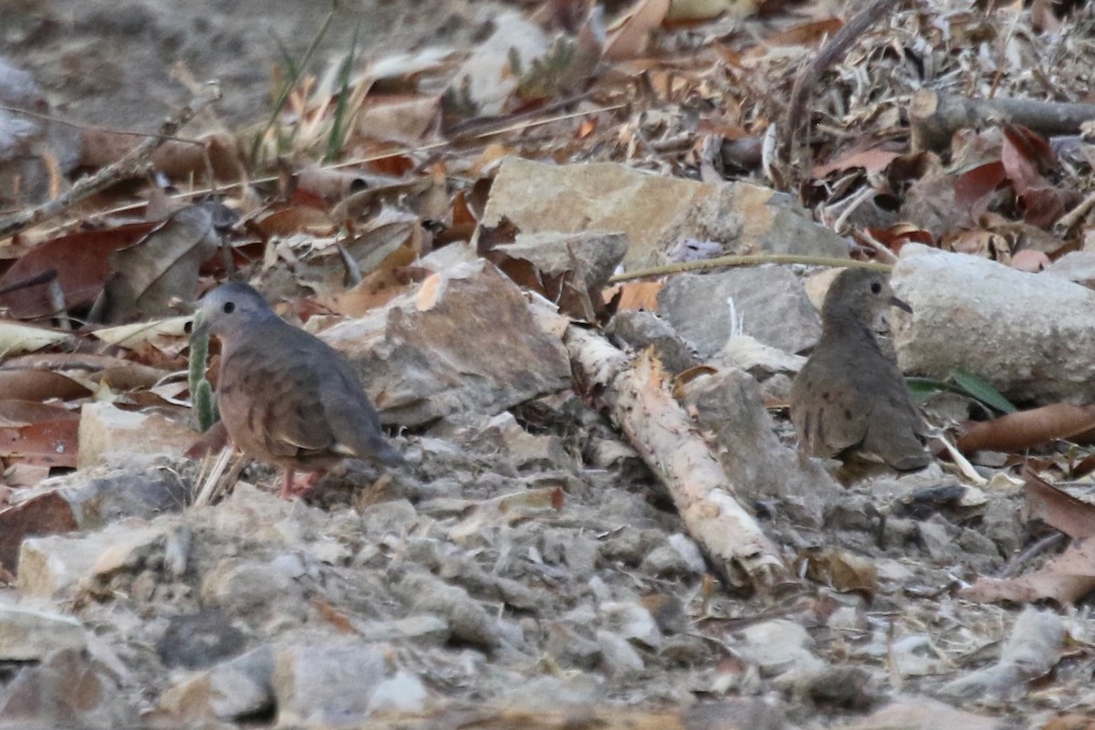 Plain-breasted Ground Dove - ML616626651