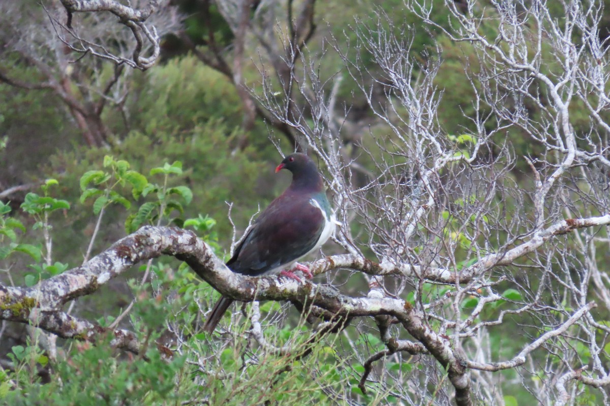 New Zealand Pigeon - ML616626725