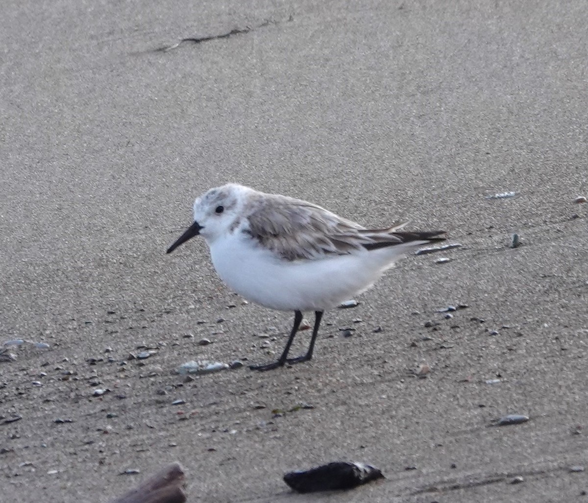 Bécasseau sanderling - ML616626741